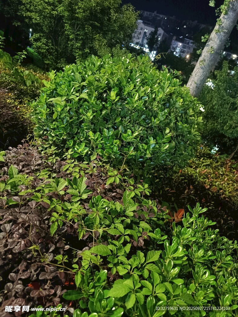 花园绿植景观