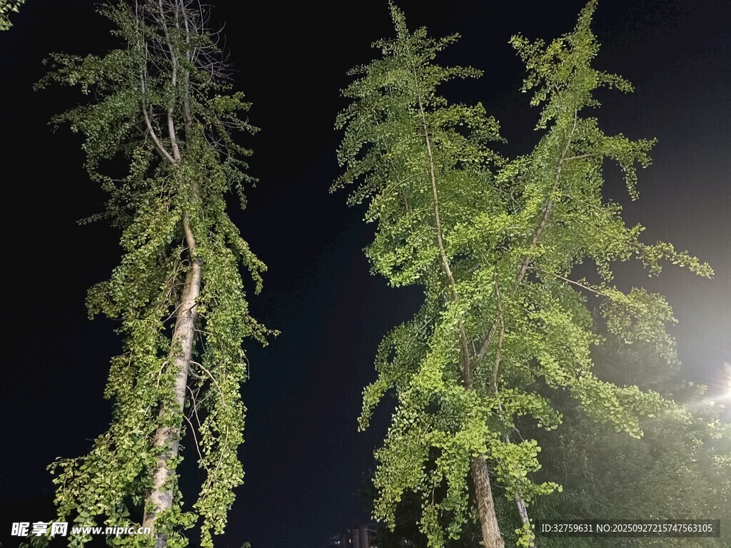 夜幕下的挺拔树木