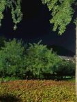 夜晚绿植景观