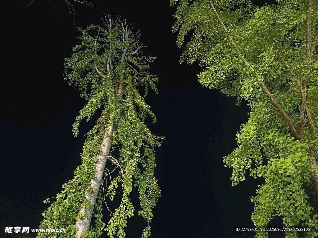 夜中垂枝树木景观