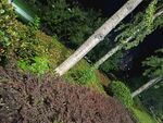 夜间绿植景观