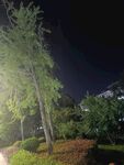 夜晚公园中的树木景观