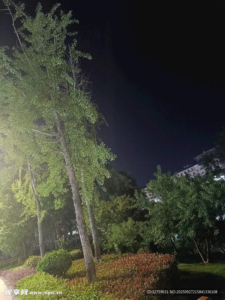 夜晚公园中的树木景观