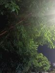 阳光穿透茂密绿植景象