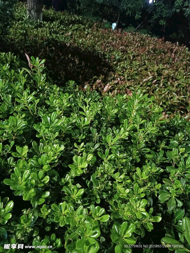 翠绿繁茂的灌木丛景观