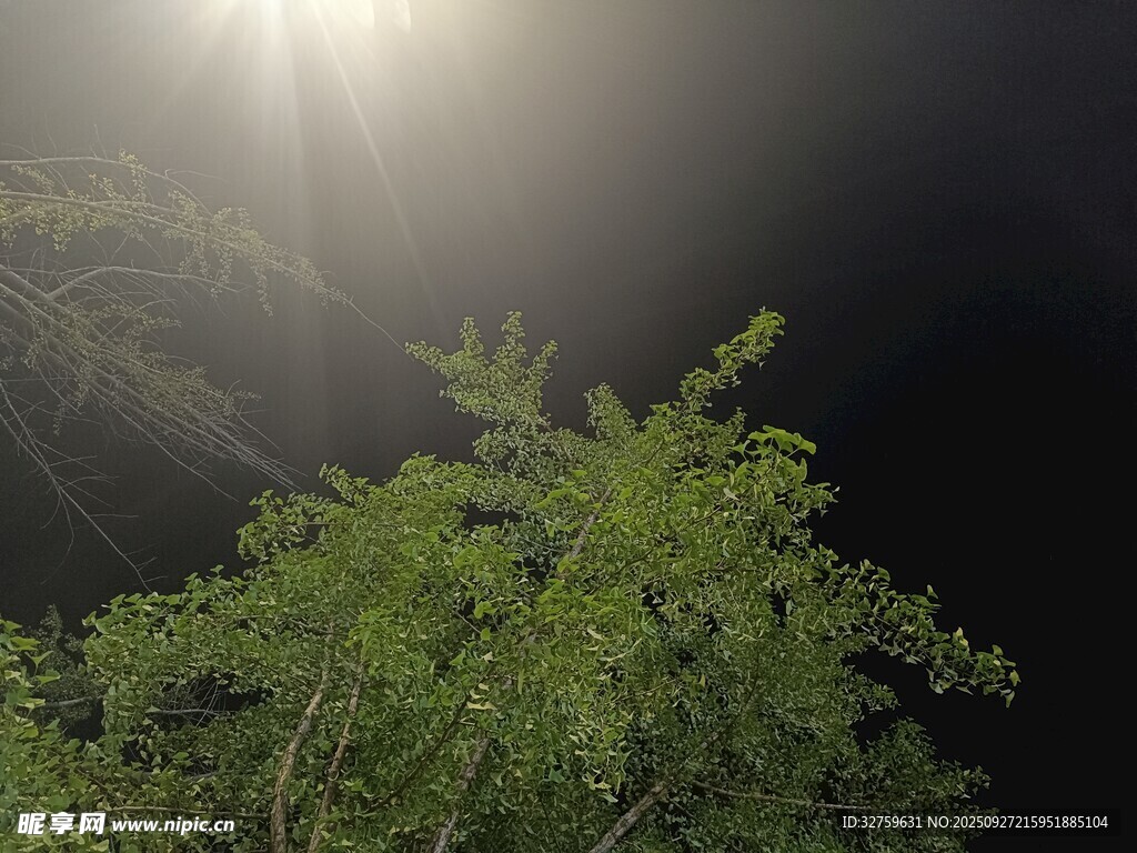 月夜下的繁茂绿植