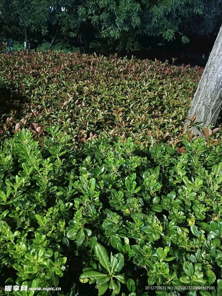 翠绿灌木丛与树干景观