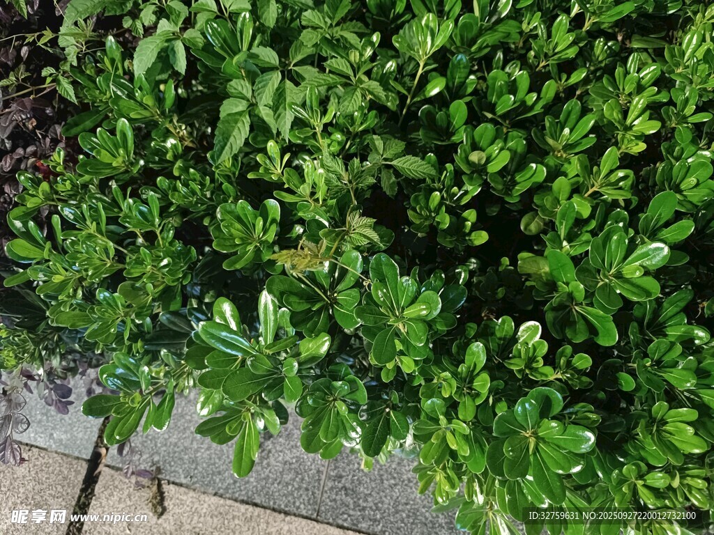 翠绿灌木丛近景