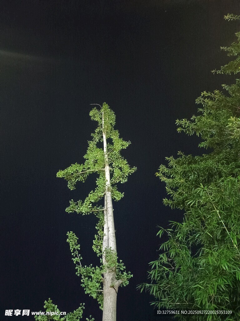 夜空中挺拔的孤独树木