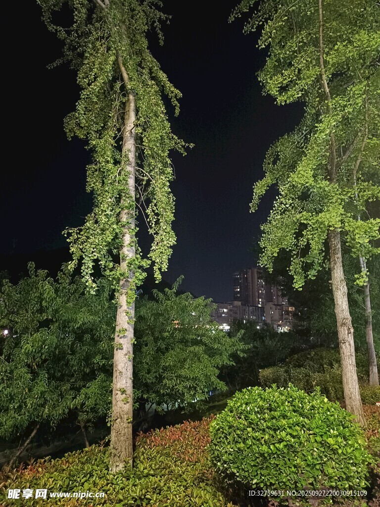 夜下葱郁树木与绿植景观