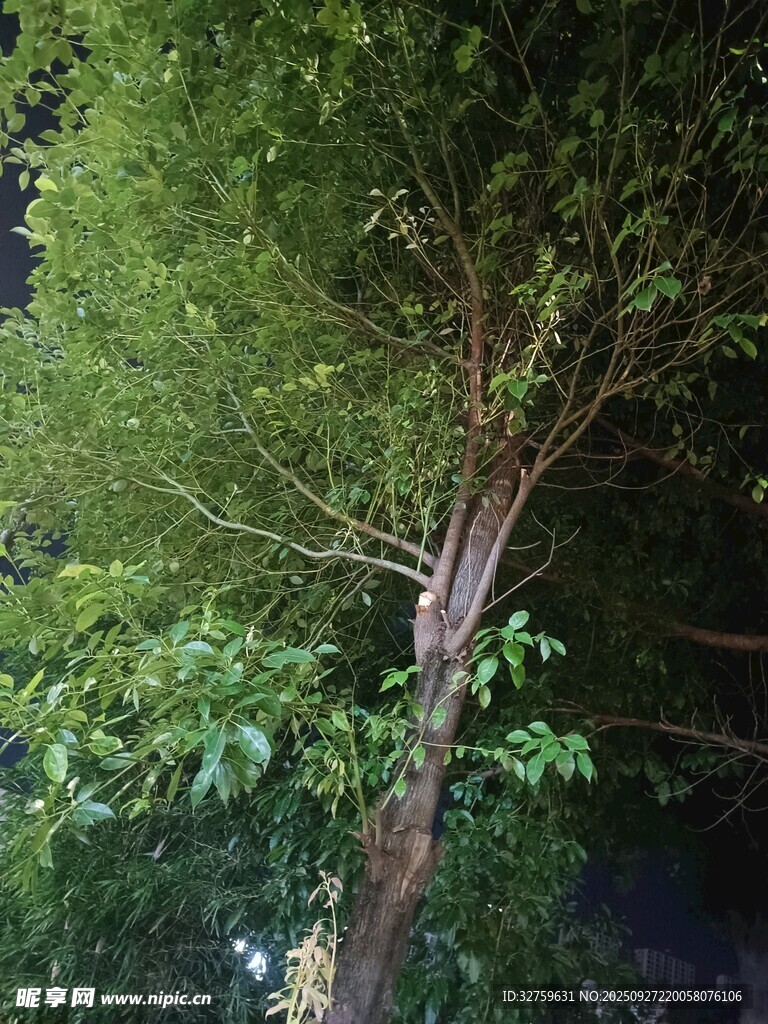 茂密树林中的挺拔树木