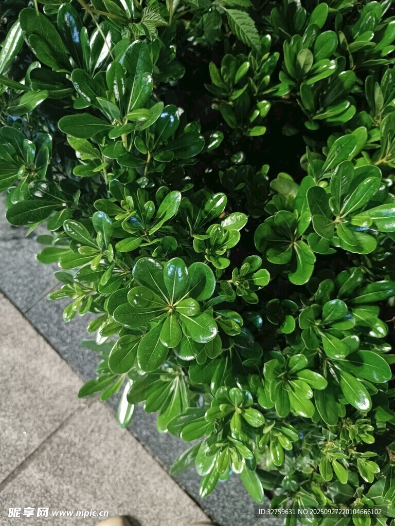 翠绿繁茂的灌木丛景观