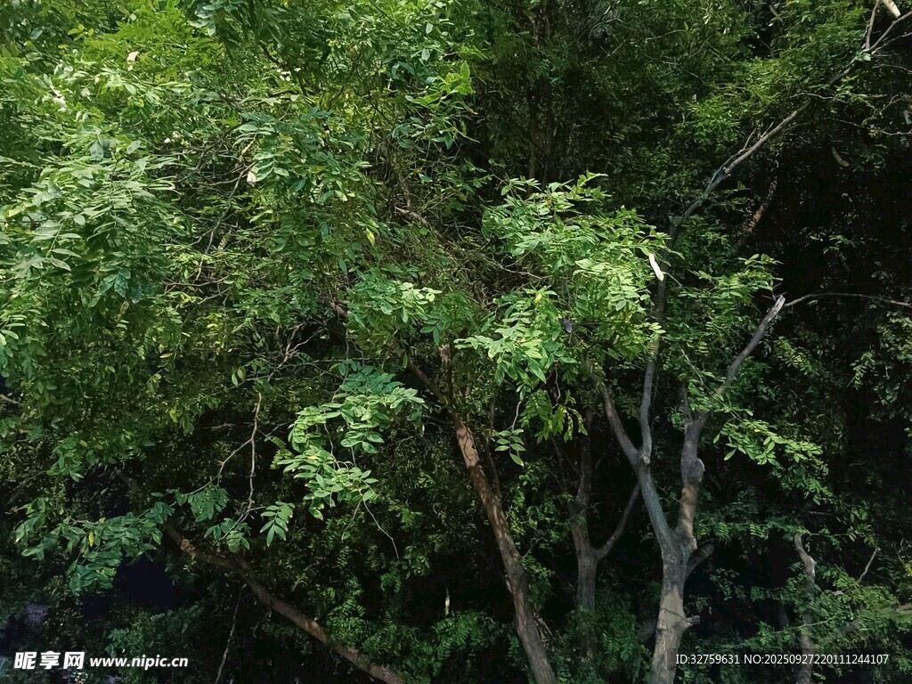 茂密绿意盎然的树林景观