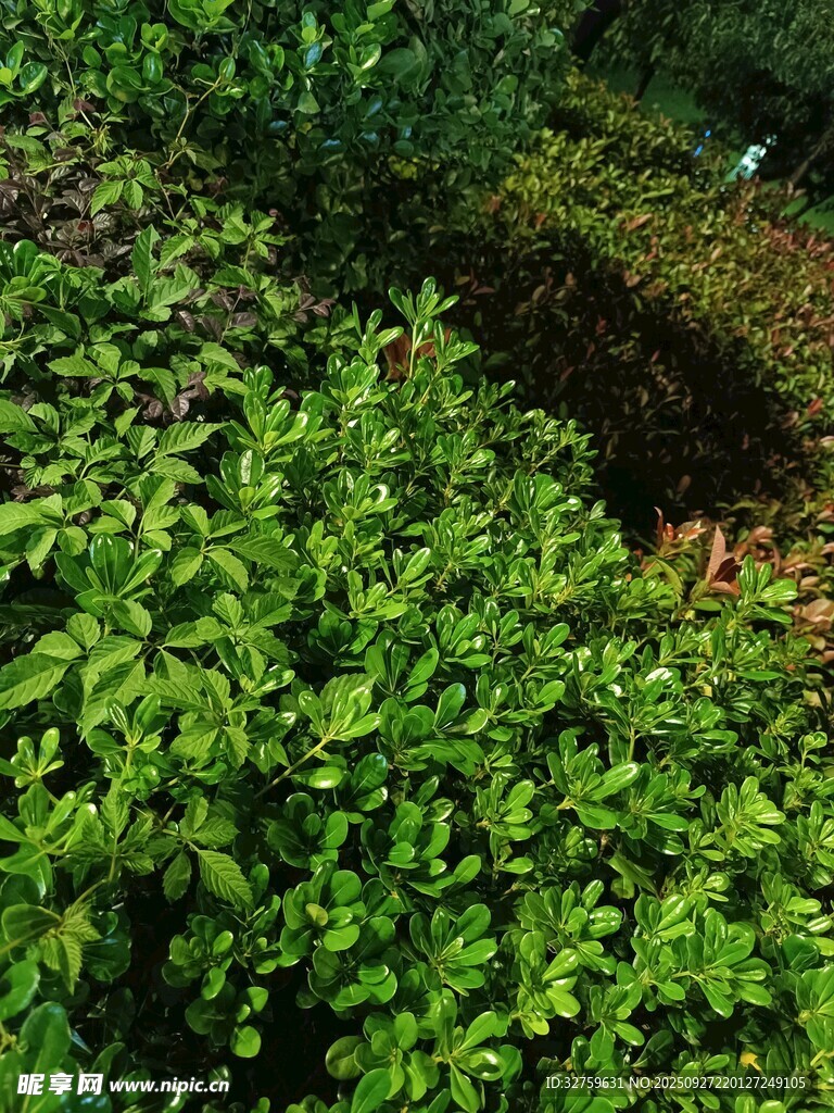翠绿繁茂的灌木丛景观