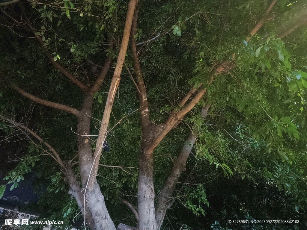 繁茂大树的枝干与绿叶