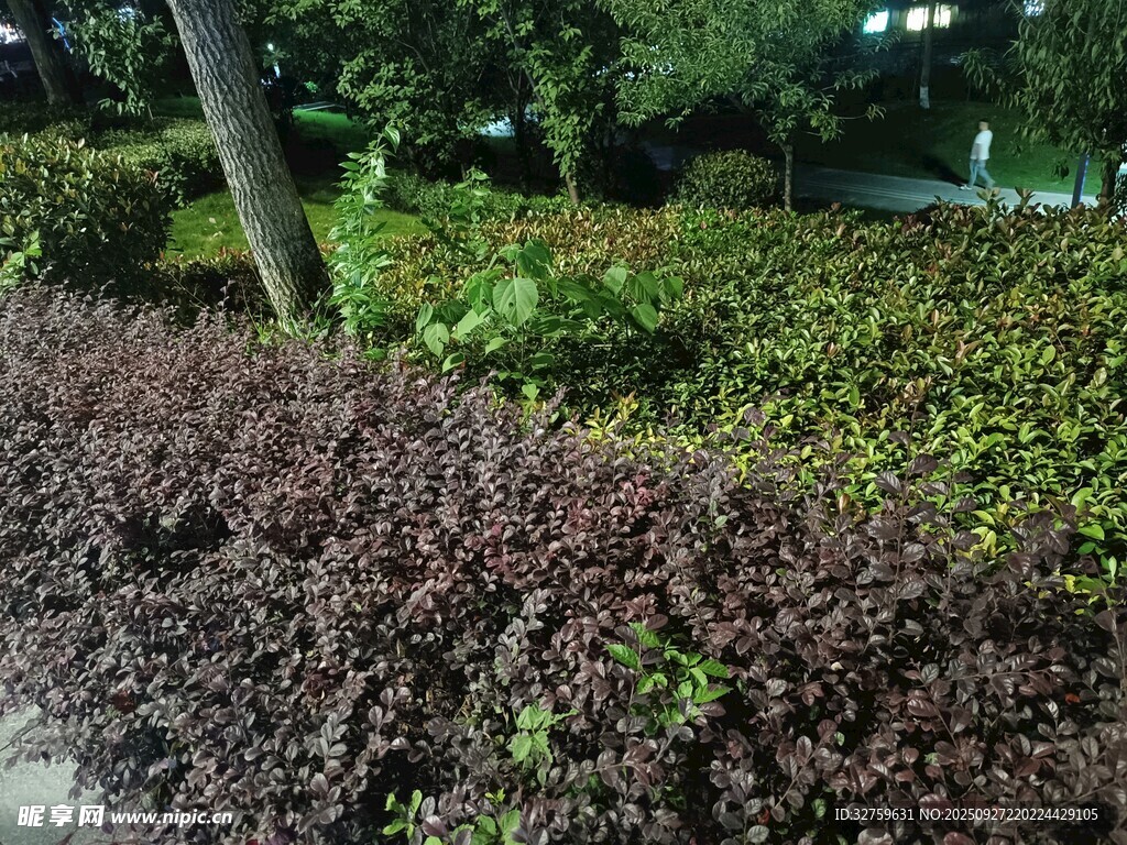 路边多彩绿植景观