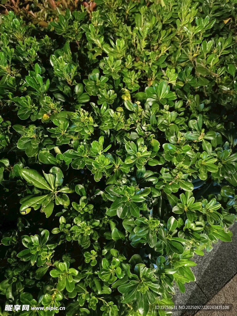 翠绿繁茂的灌木丛