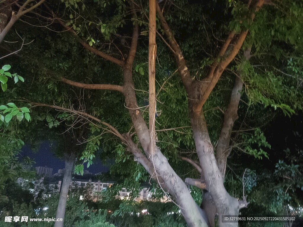 繁茂树枝下的城市景象