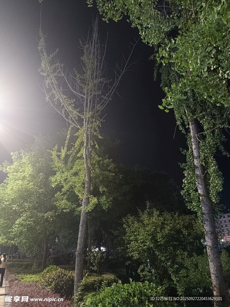 夜晚林间明亮路灯景象