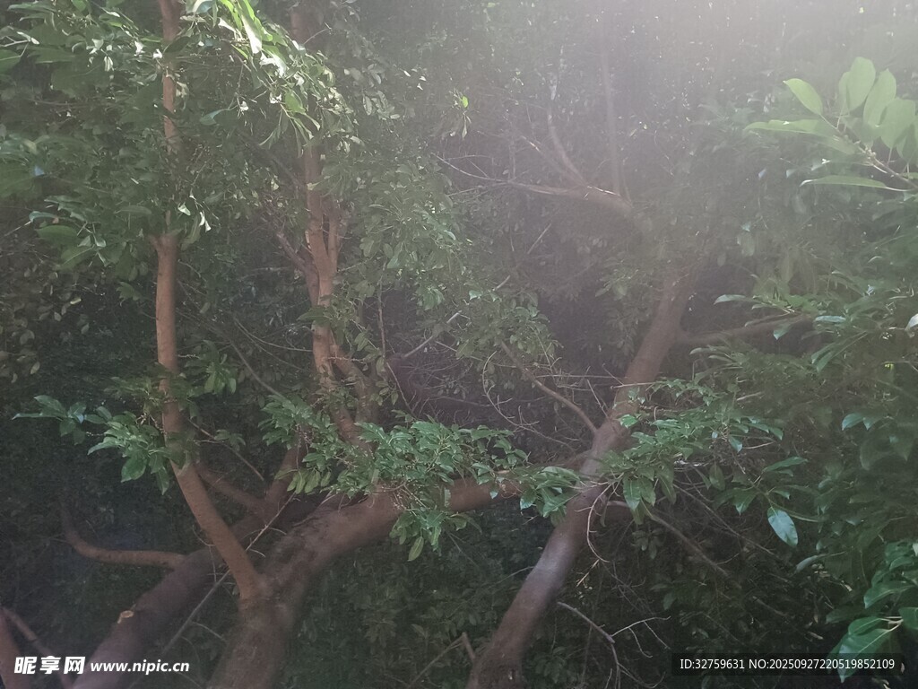 林间晨光下的繁茂绿植
