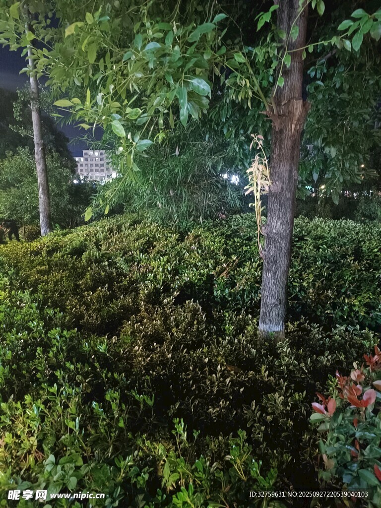 夜晚绿植景观