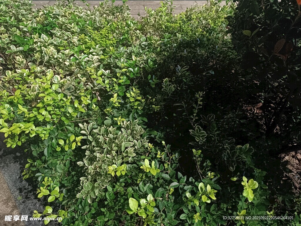 繁茂绿植景观
