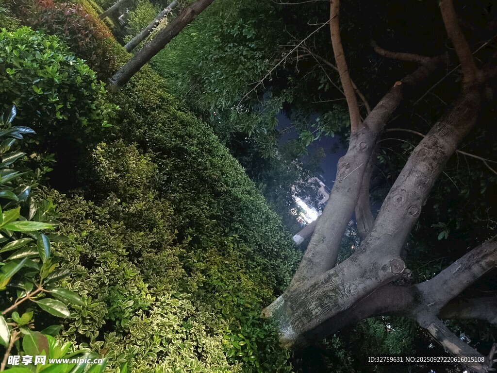 雨林中交错的树木与植被
