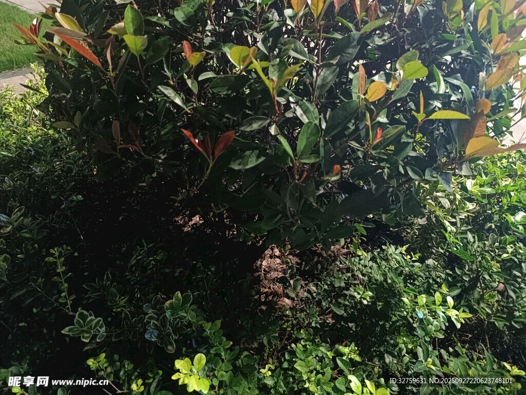 繁茂绿植景观