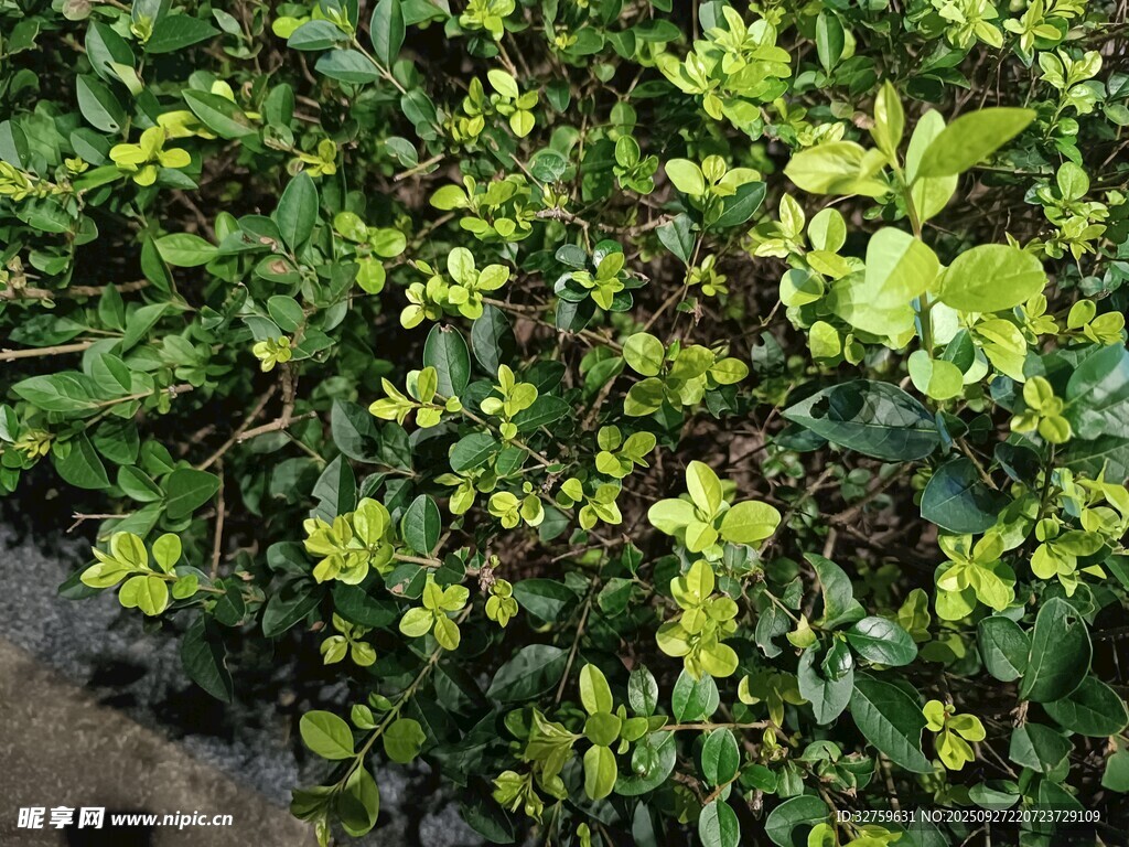 翠绿繁茂的绿色植物