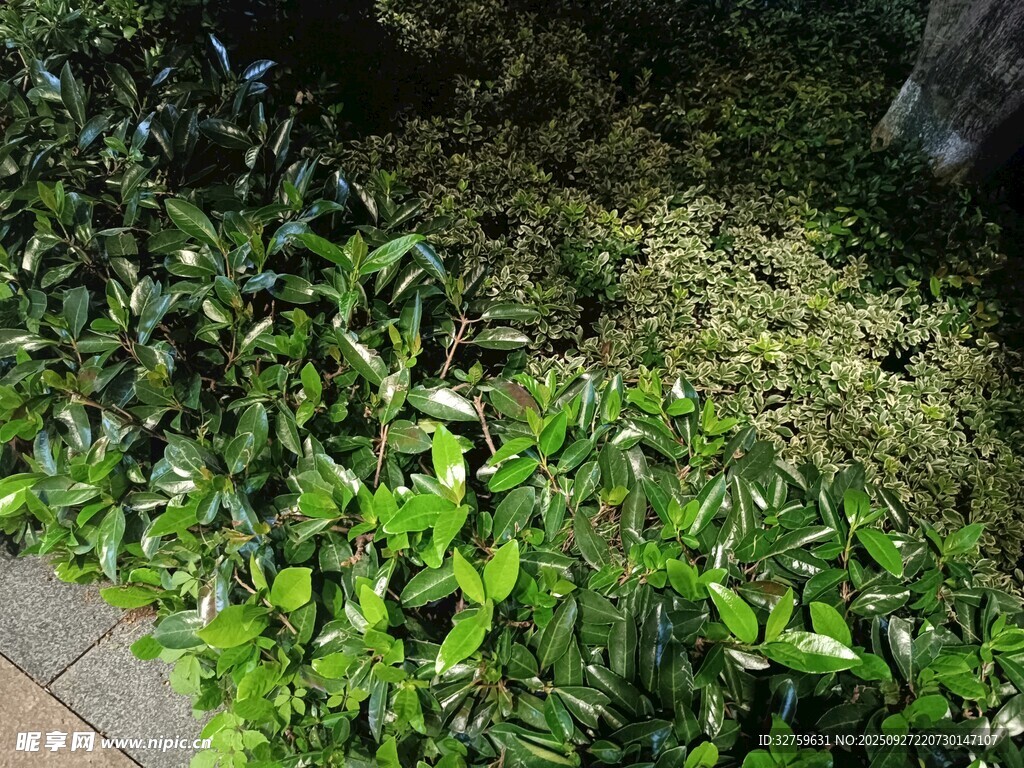 绿叶繁茂的地面植物景观