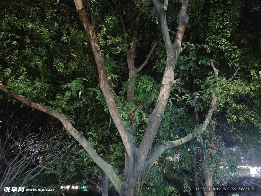 夜晚光秃树枝与繁茂绿叶