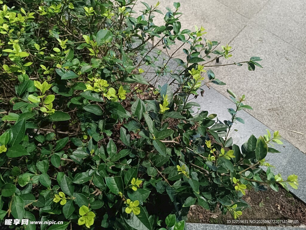 路边绽放的黄色小花