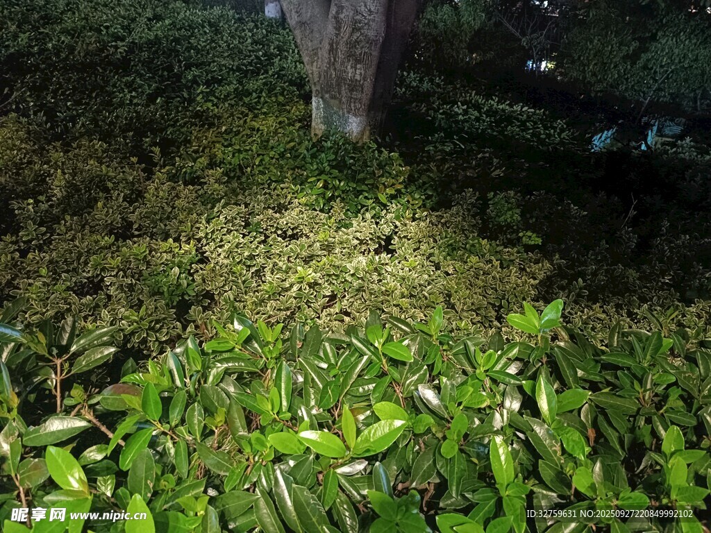 森林中的绿植与树木