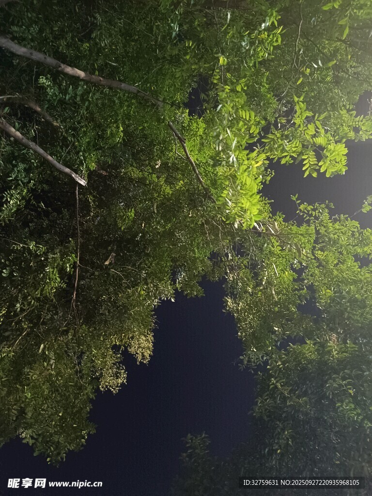森林倒影下的静谧自然景观