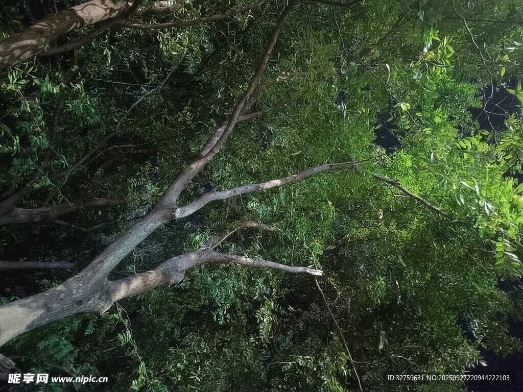 繁茂树林中的交错树枝