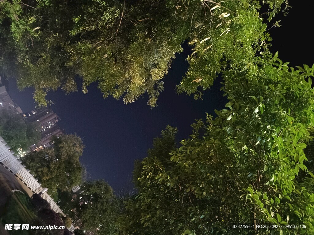 林间静谧夜空下的自然景致