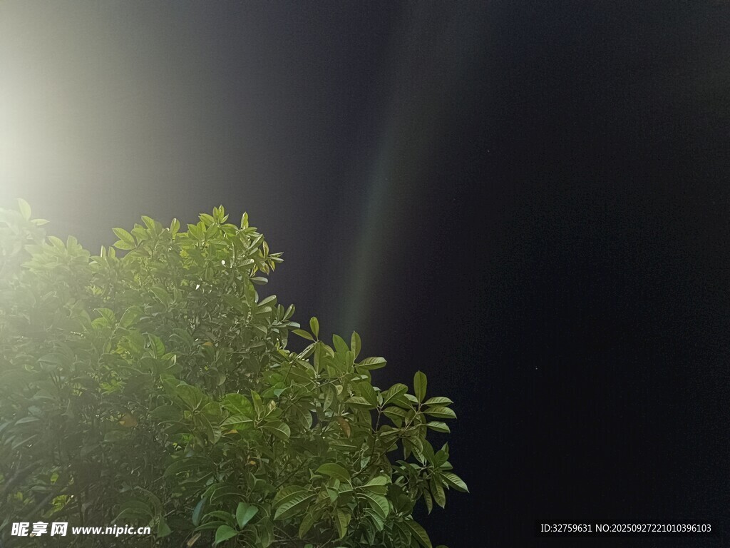 阳光穿透绿植的美妙瞬间