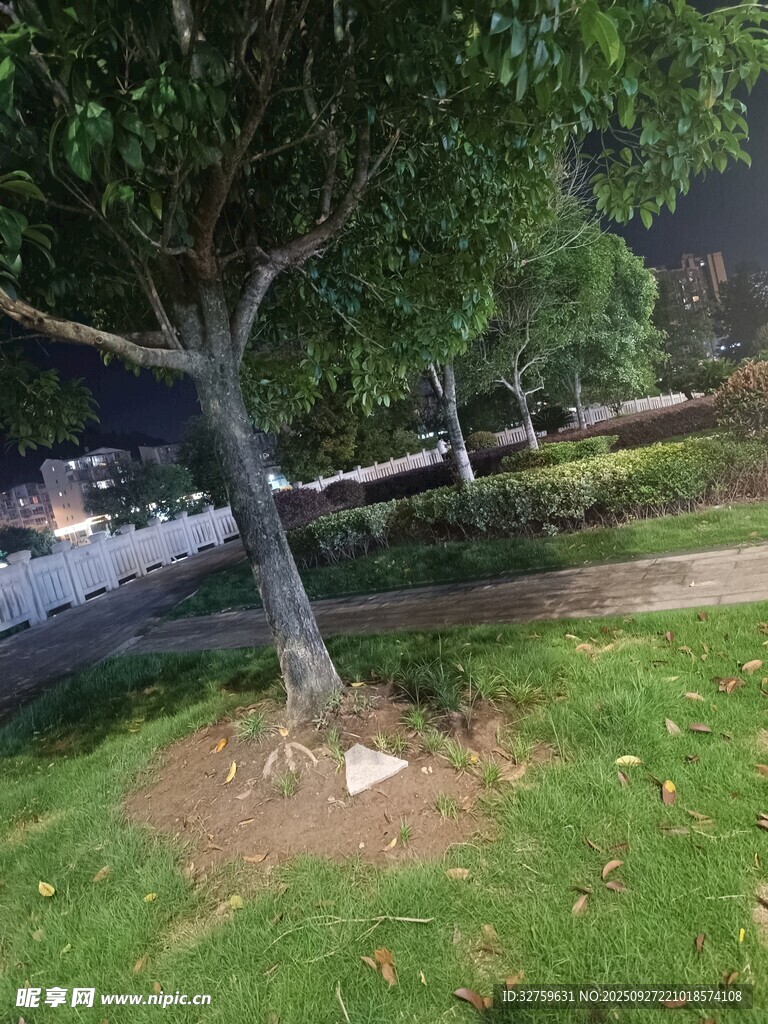 街边绿树 