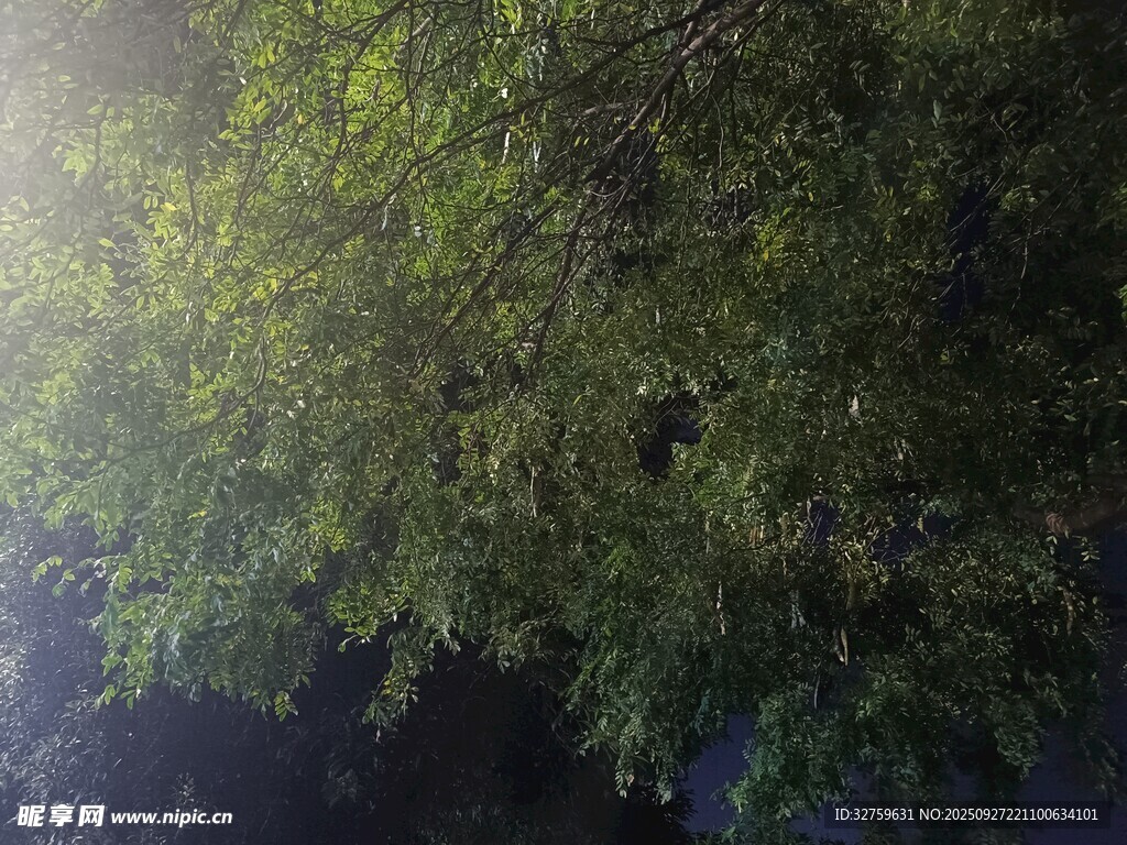 茂密葱郁的树梢景象