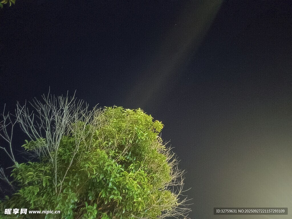 暗夜中闪耀光芒的绿树