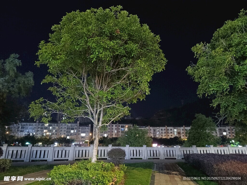 夜晚庭院中的葱郁绿树