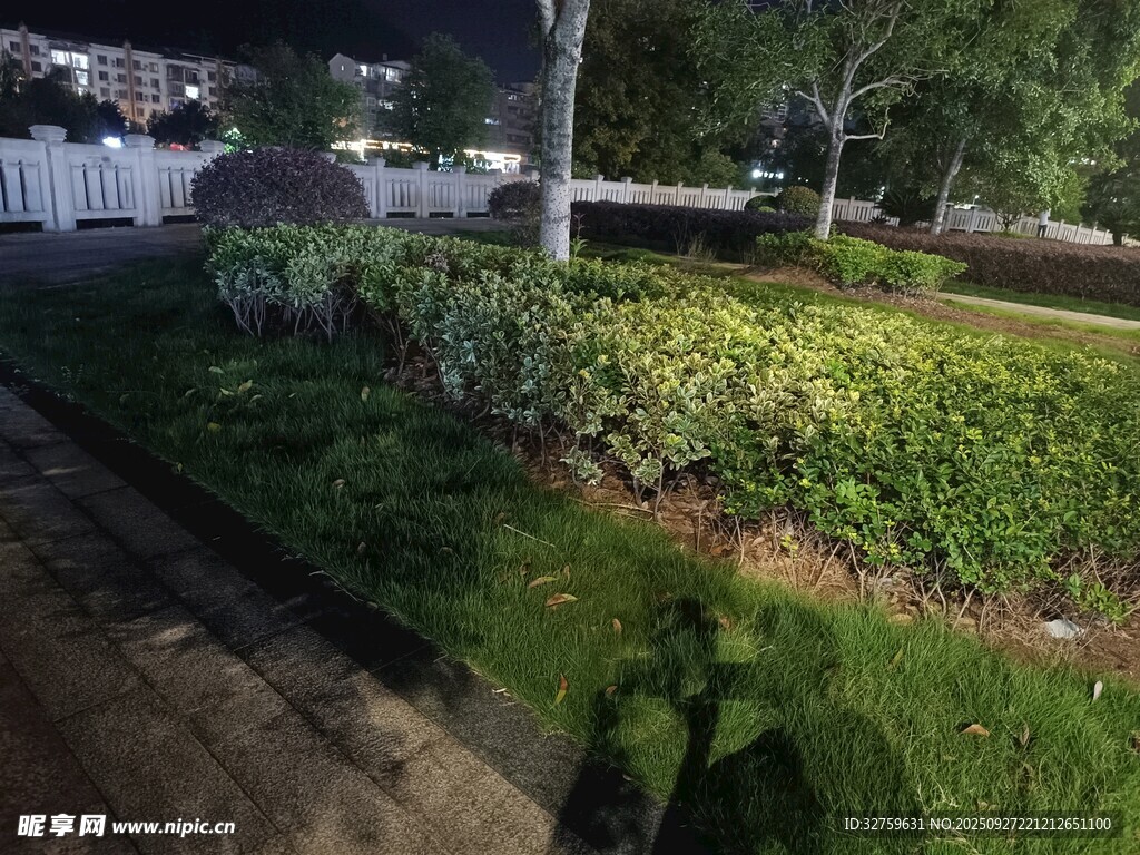 夜晚的绿植景观