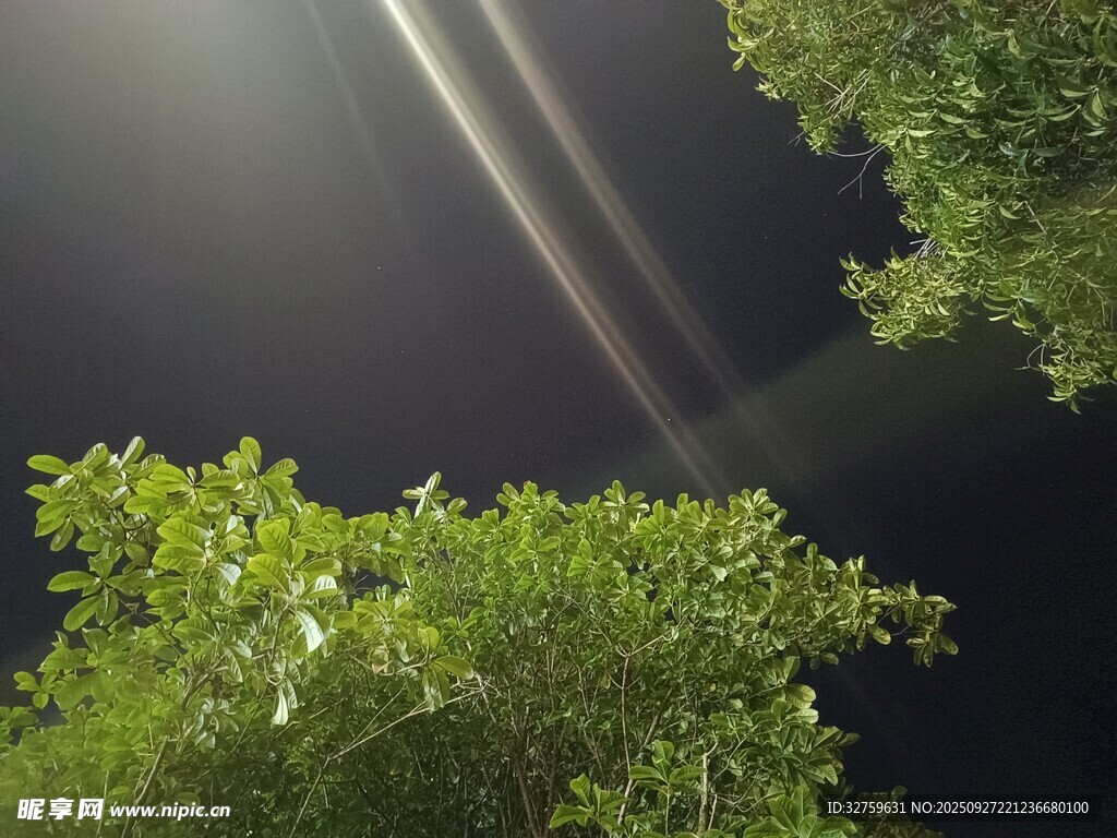 夜空中穿透树叶的光束