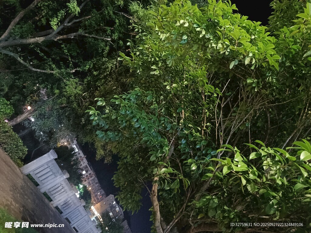 林间石阶