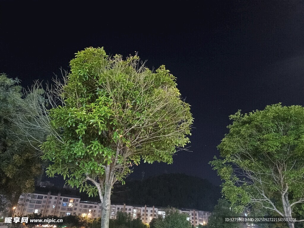 夜下葱郁绿树景观
