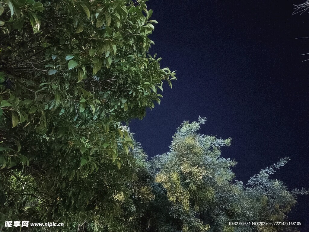 夜晚绿植景观