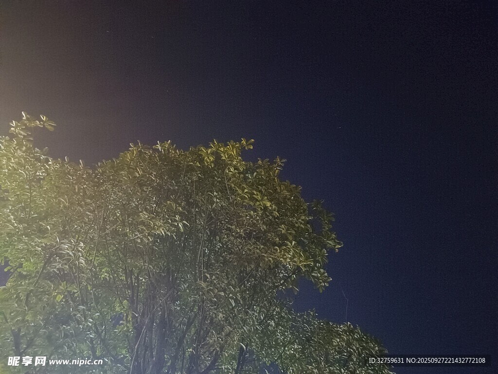夜晚中的葱郁树木