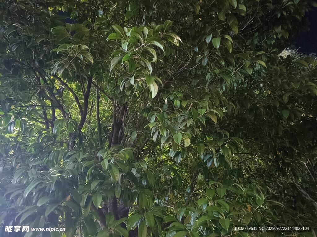 夜间繁茂绿树景象