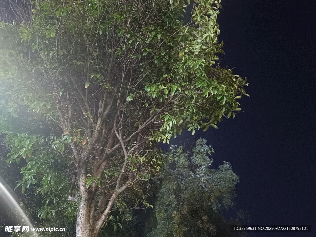 夜晚树木喷洒水雾景象