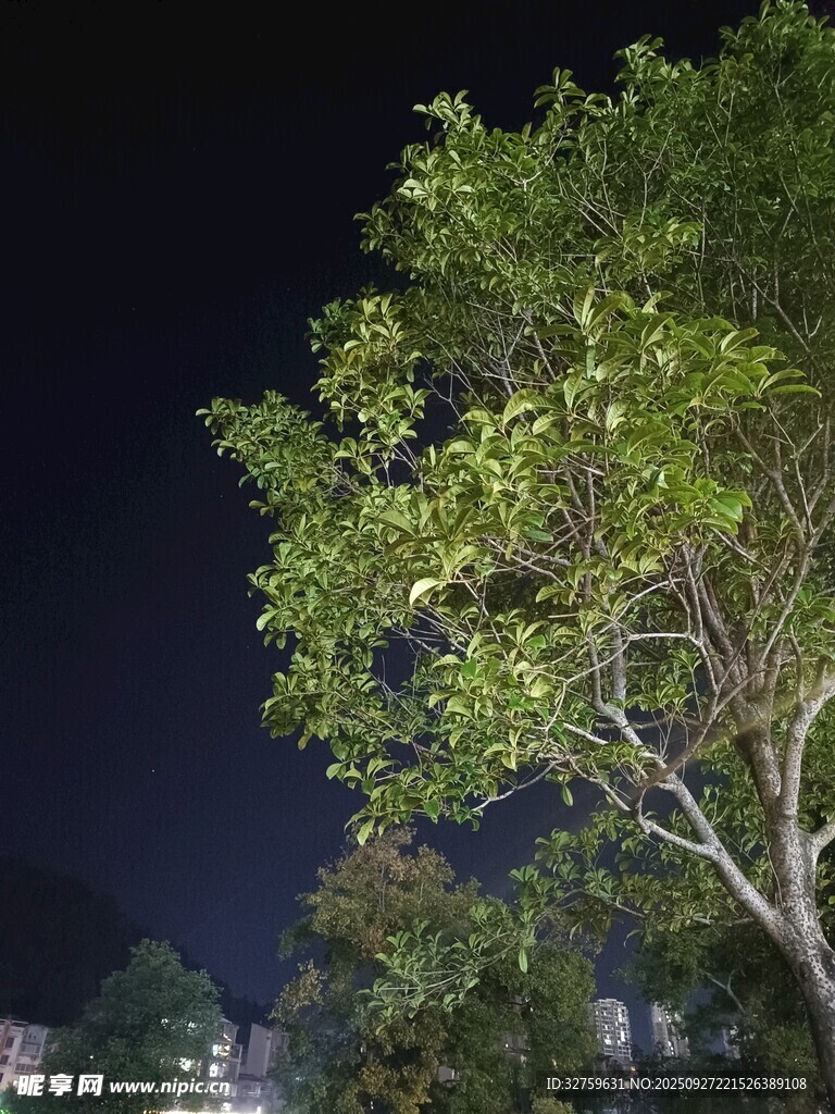 夜晚中的葱郁树木